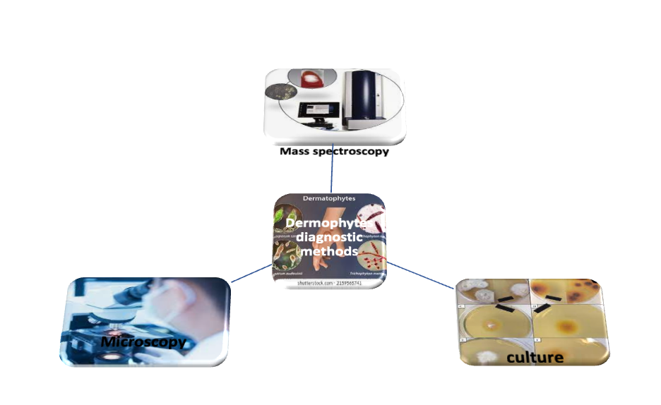 Diagnostic Methods for Dermophytosis